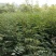优质大红袍花椒苗，保成活。最适合山地种植，产量高，易管理