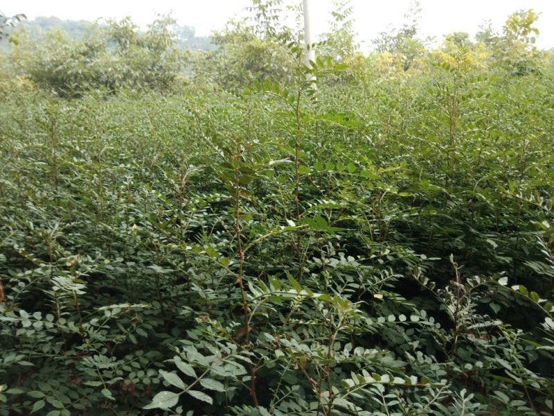 优质大红袍花椒苗，保成活。最适合山地种植，产量高，易管理