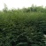 优质大红袍花椒苗，保成活。最适合山地种植，产量高，易管理