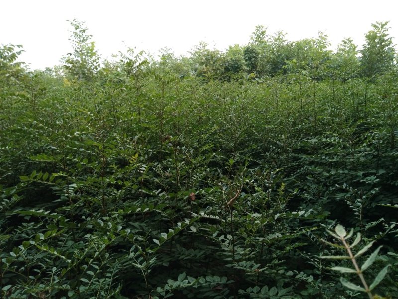 优质大红袍花椒苗，保成活。最适合山地种植，产量高，易管理