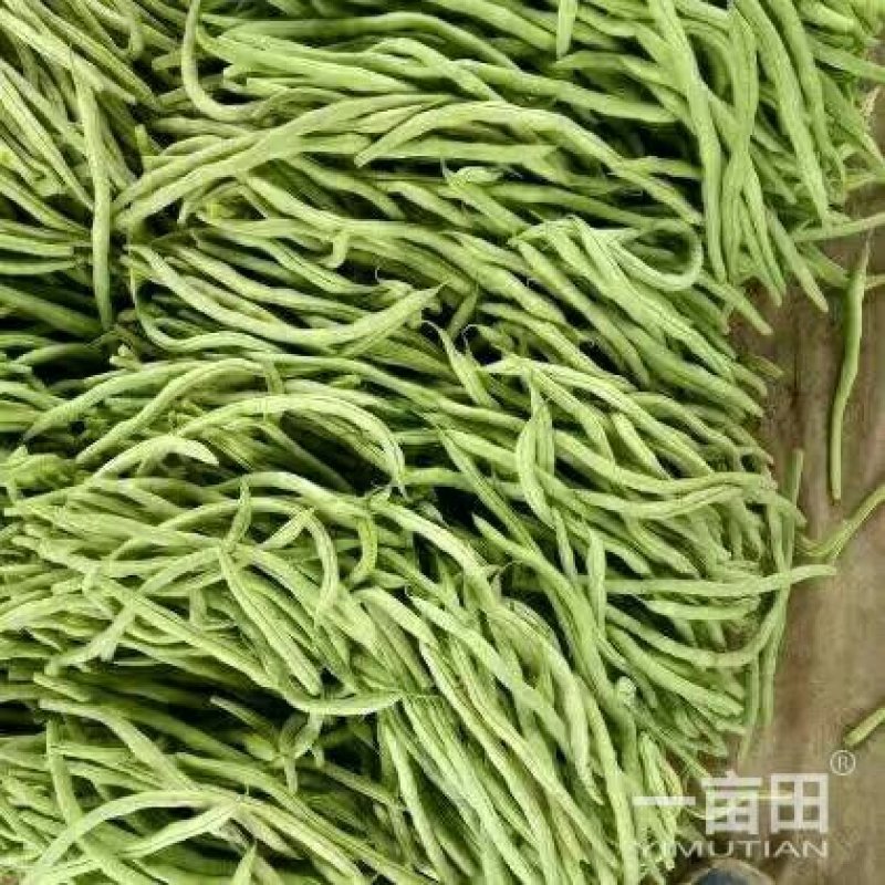 碧丰四季豆10~15厘米