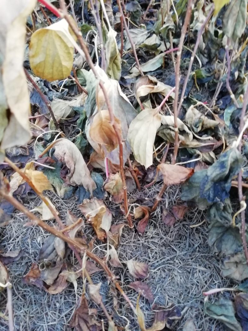 出售一年生五味子苗，五角枫苗，糖槭苗，黄柏苗，山杏
