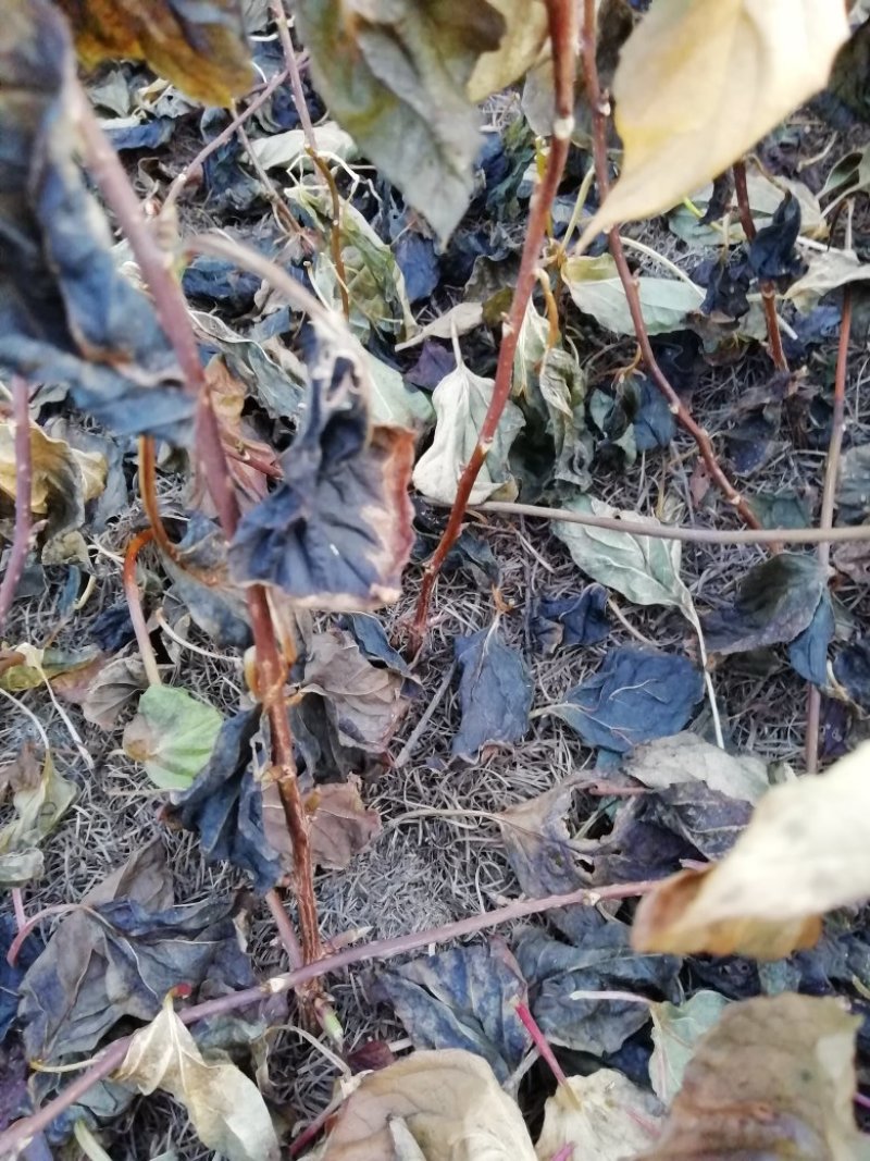 出售一年生五味子苗，五角枫苗，糖槭苗，黄柏苗，山杏