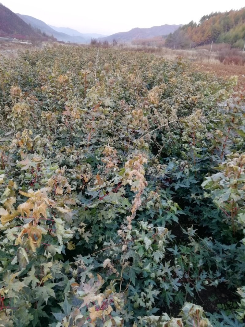 出售一年生五味子苗，五角枫苗，糖槭苗，黄柏苗，山杏