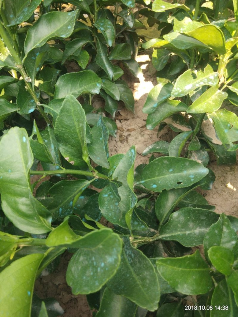 秋沙糖桔苗，又称早熟沙糖桔