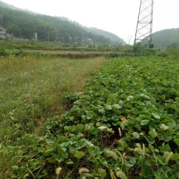 山地