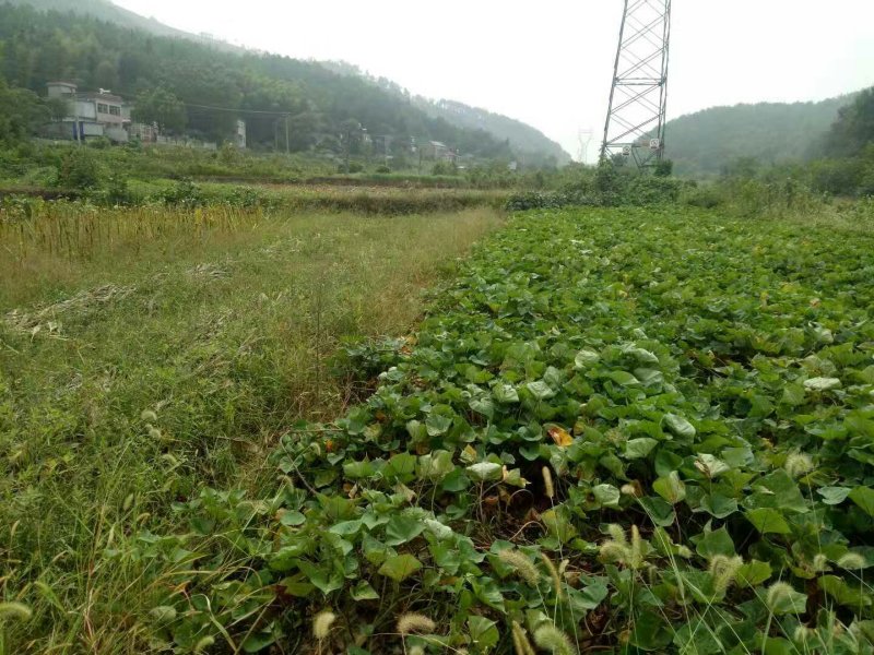 山地