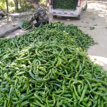 陇椒，大小螺丝椒等品种