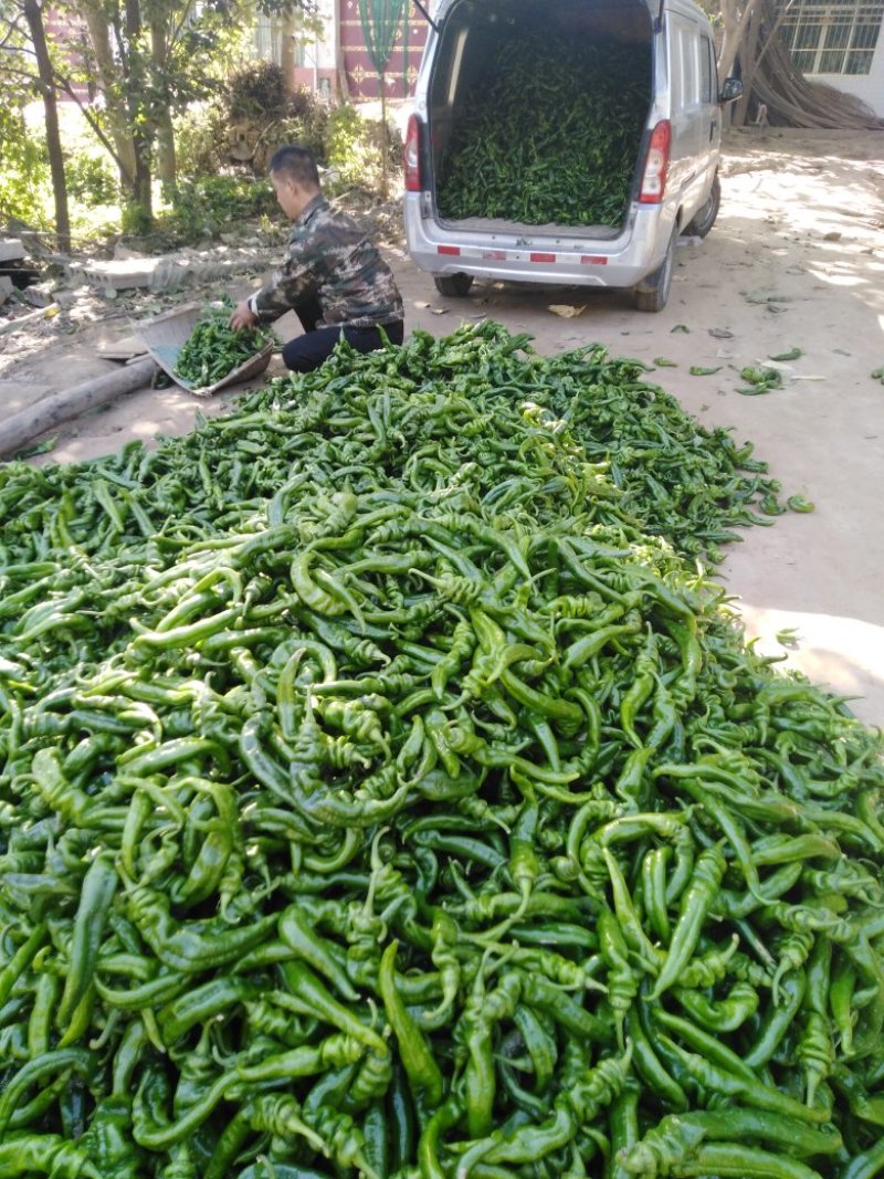 陇椒，大小螺丝椒等品种