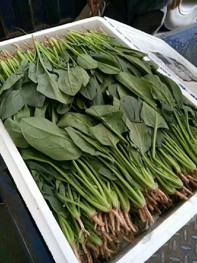 大叶菠菜25～30厘米精品商超直供