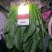 大叶菠菜25～30厘米精品商超直供