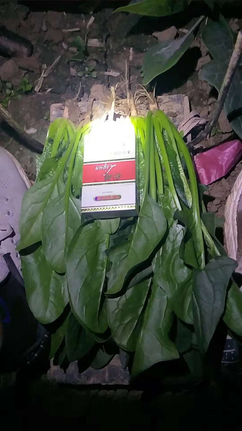 大叶菠菜25～30厘米精品商超直供
