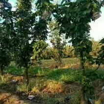 山东省菏泽市巨野县优质建园站地梨树