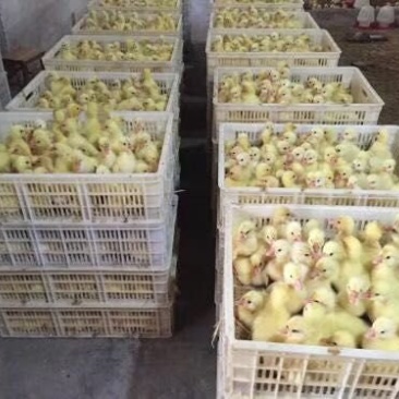 大白鲨鹅苗