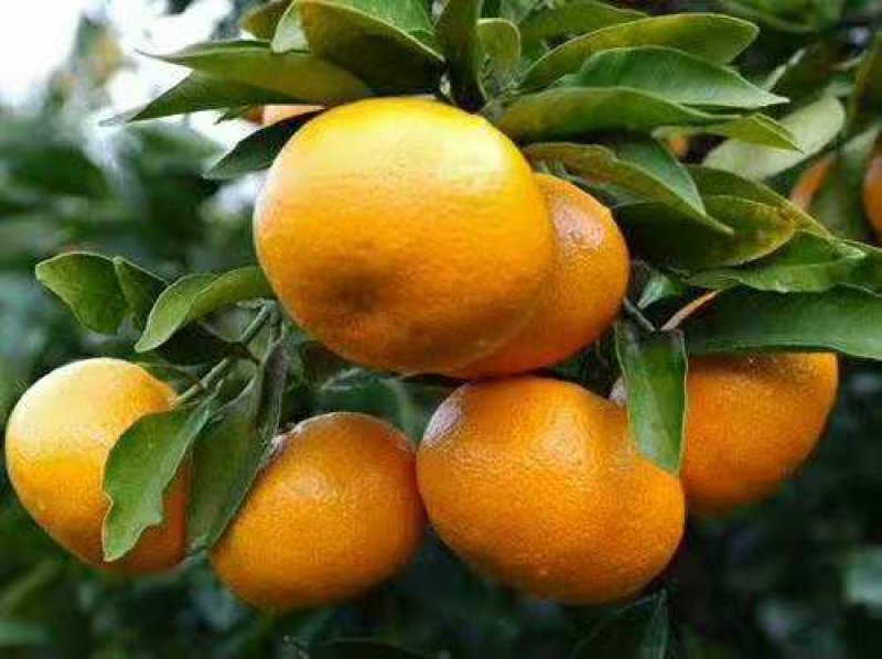 国庆蜜桔，果形扁平，无籽无渣，肉嫩汁足，果面干净