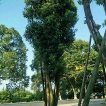 丛生香樟