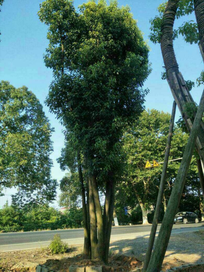 丛生香樟