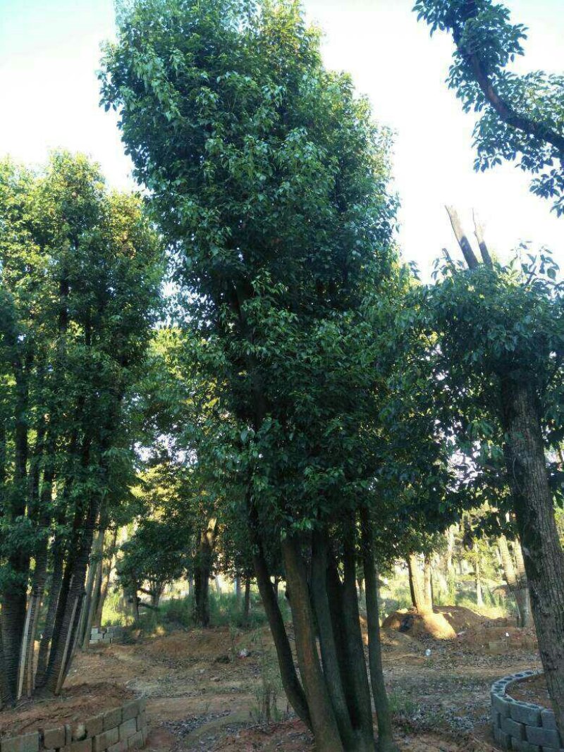 丛生香樟