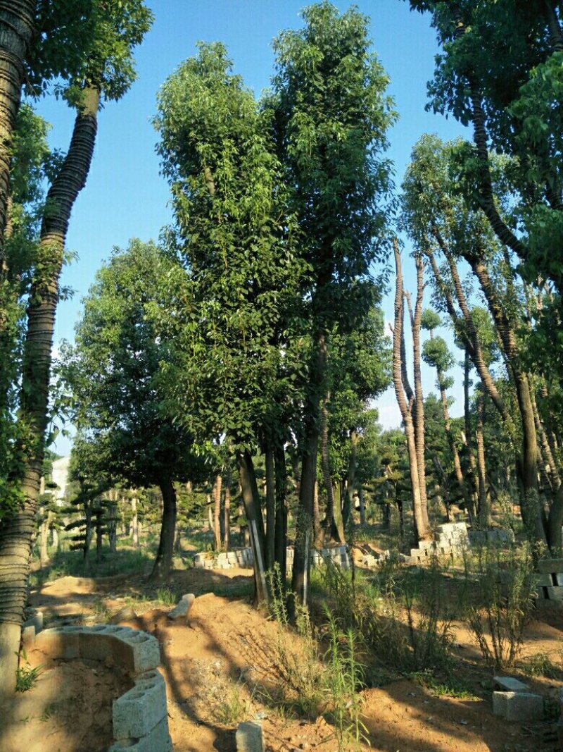 丛生香樟
