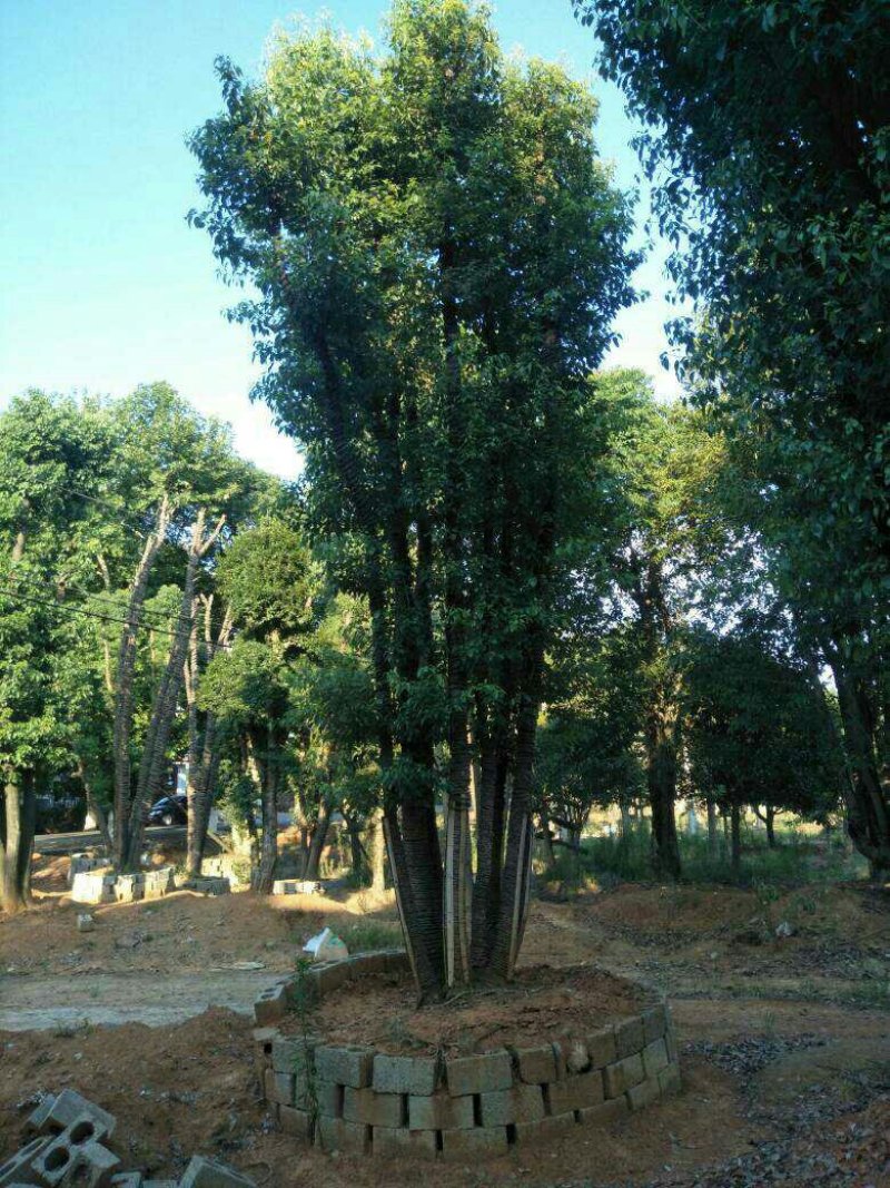 丛生香樟