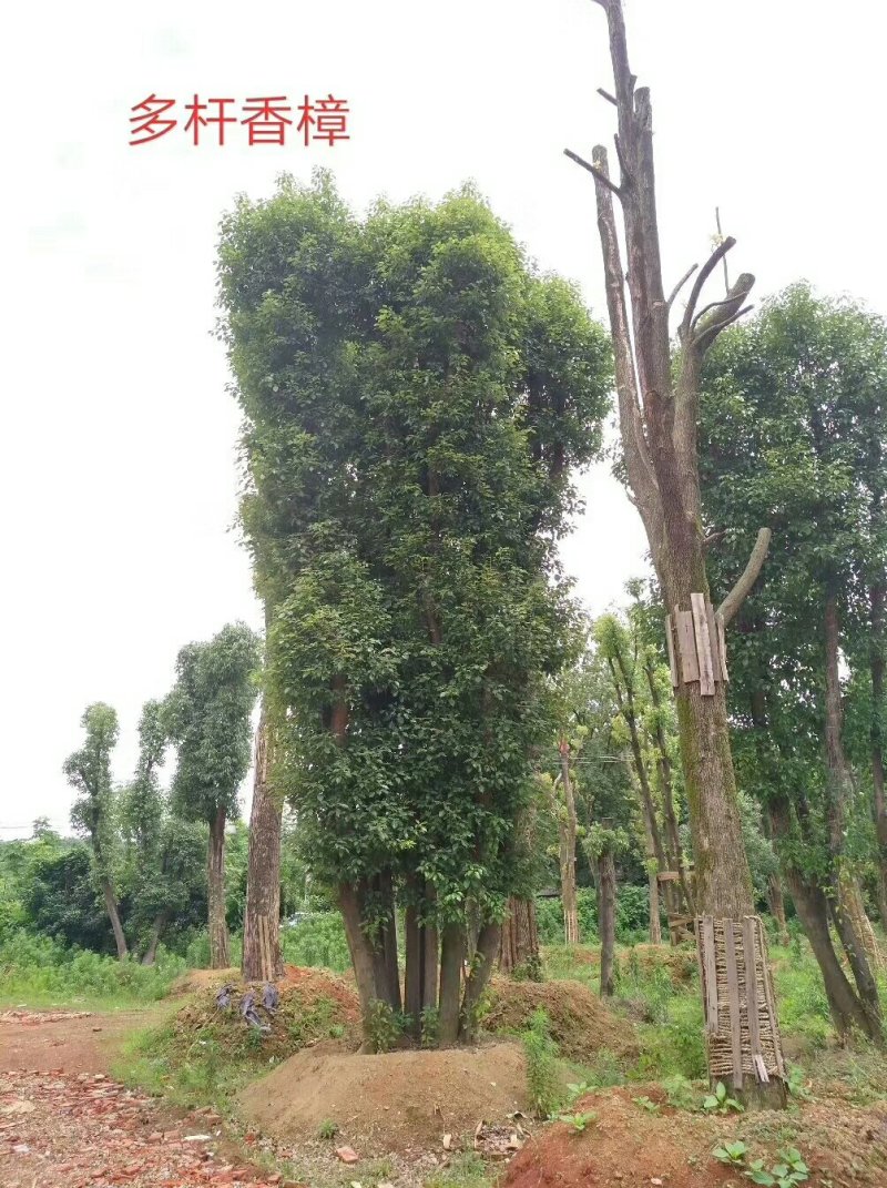 丛生香樟