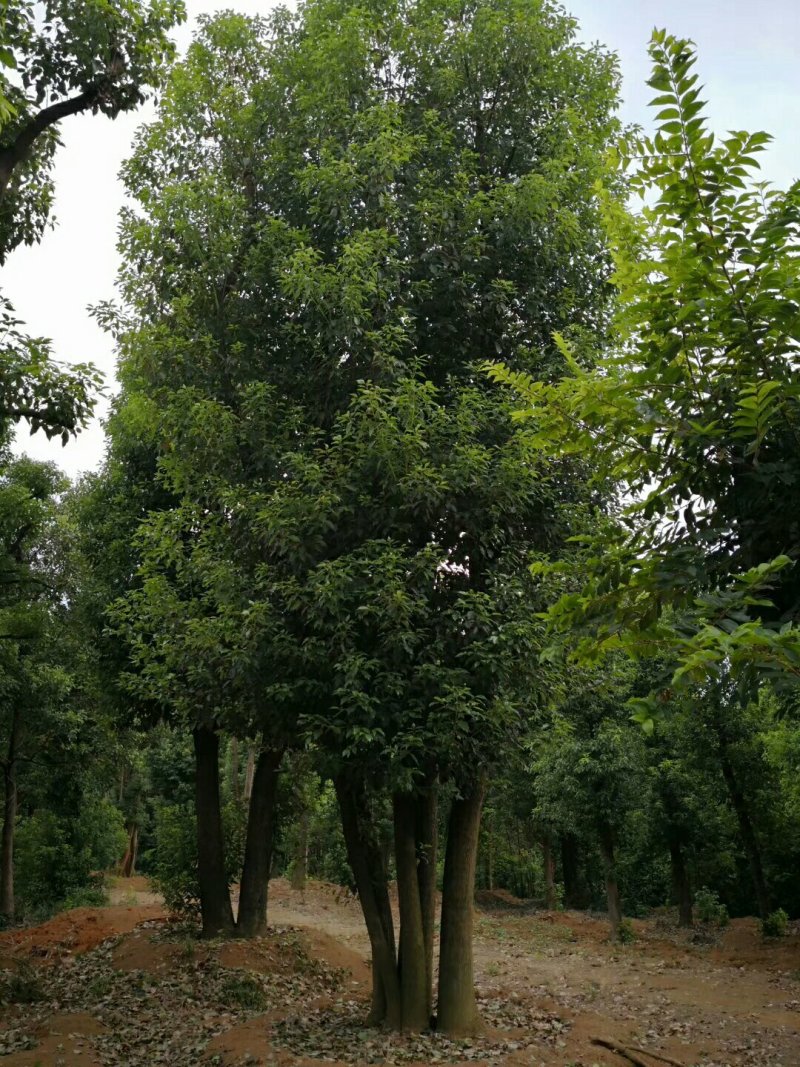 丛生香樟