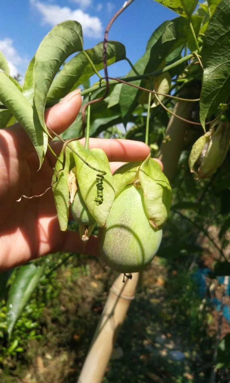 绿皮荔枝味百香果苗