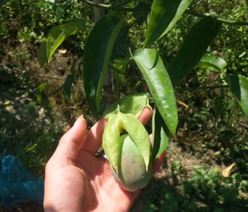 绿皮荔枝味百香果苗