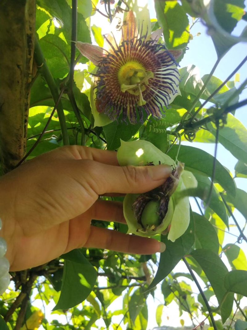 绿皮荔枝味百香果苗
