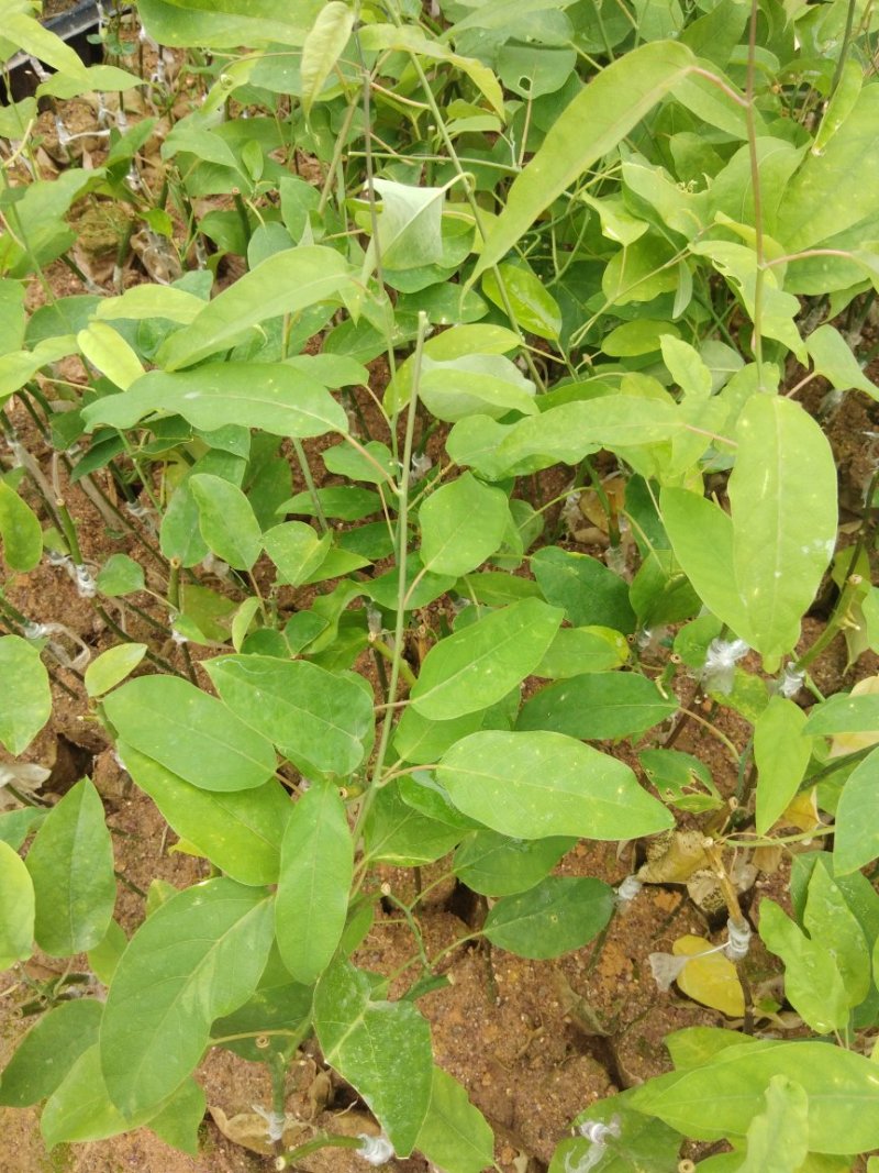 绿皮荔枝味百香果苗