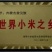 黄小米黄金苗小米敖汉特产纯新黄金苗小米金苗K1