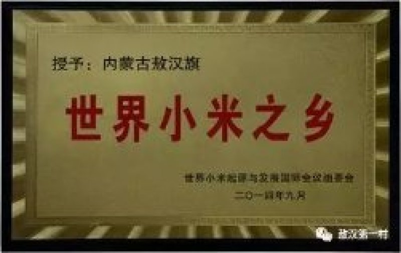 黄小米黄金苗小米敖汉特产纯新黄金苗小米金苗K1