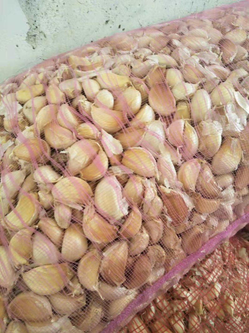 济南大青稞蒜种农户自己种植一手货源保证质量