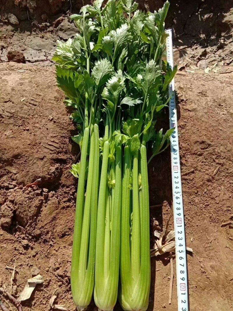 皇妃芹菜，芹菜，芹菜