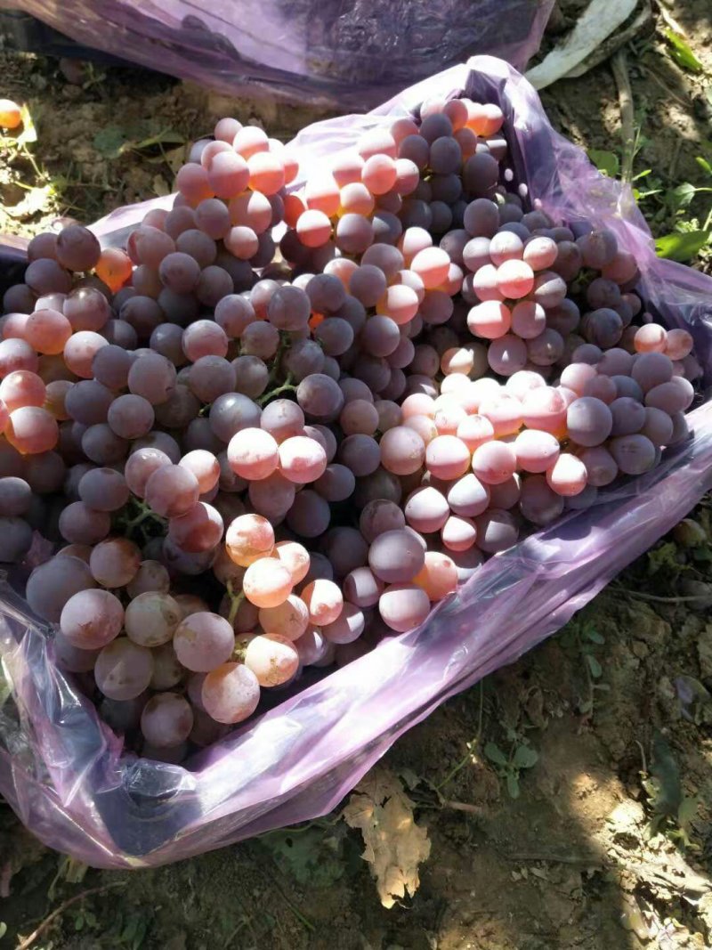 龙眼葡萄河北涿鹿量大从优生超直达基地直发