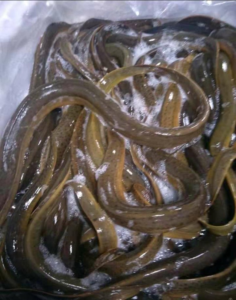 黄鳝22一斤