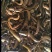 黄鳝22一斤