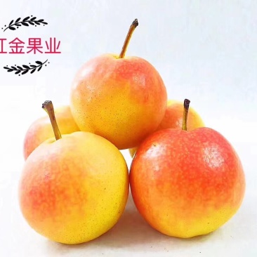 南果梨