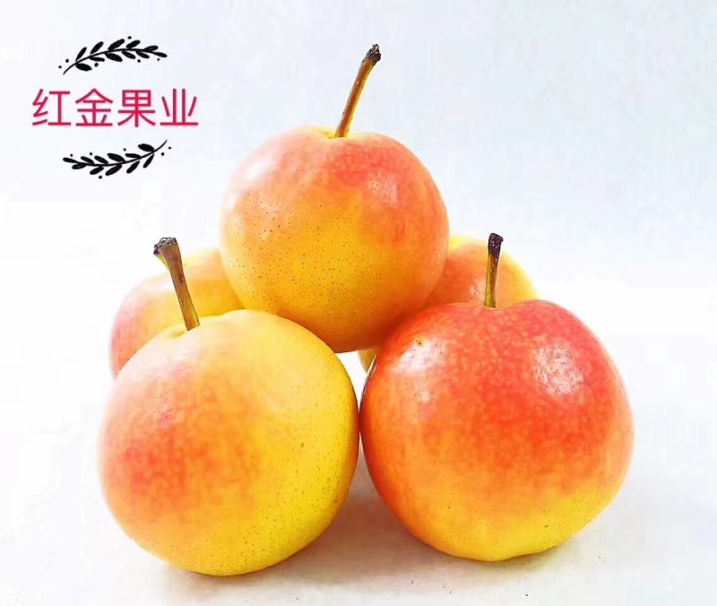 南果梨