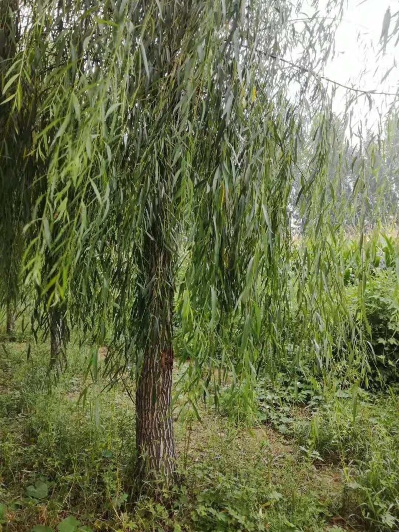 大量供应优质10厘米以上青垂柳.