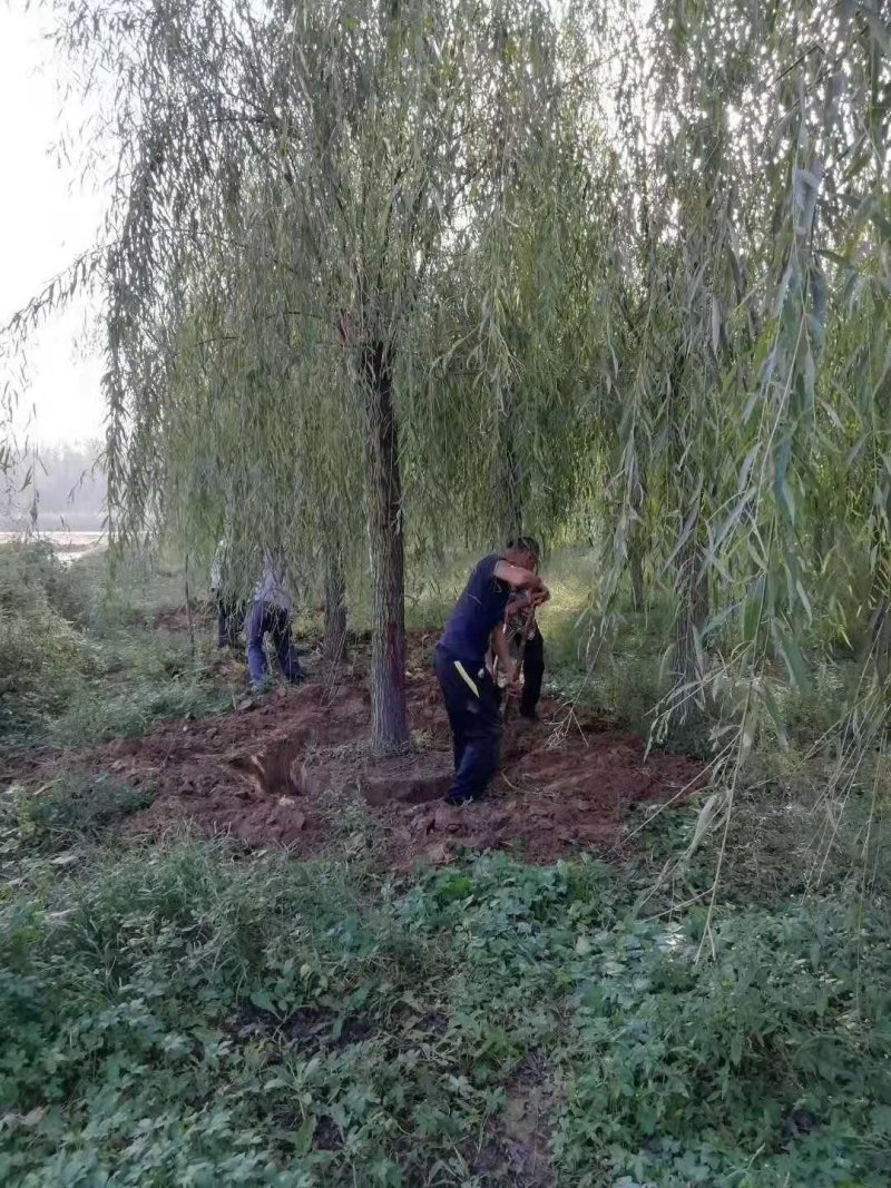 大量供应优质10厘米以上青垂柳.