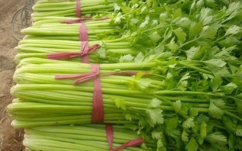 美国西芹大棚种植无苔