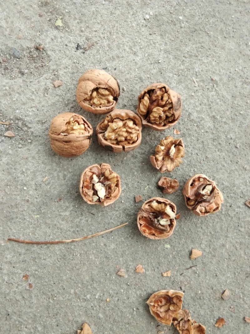 干核桃薄皮核桃棉核桃
