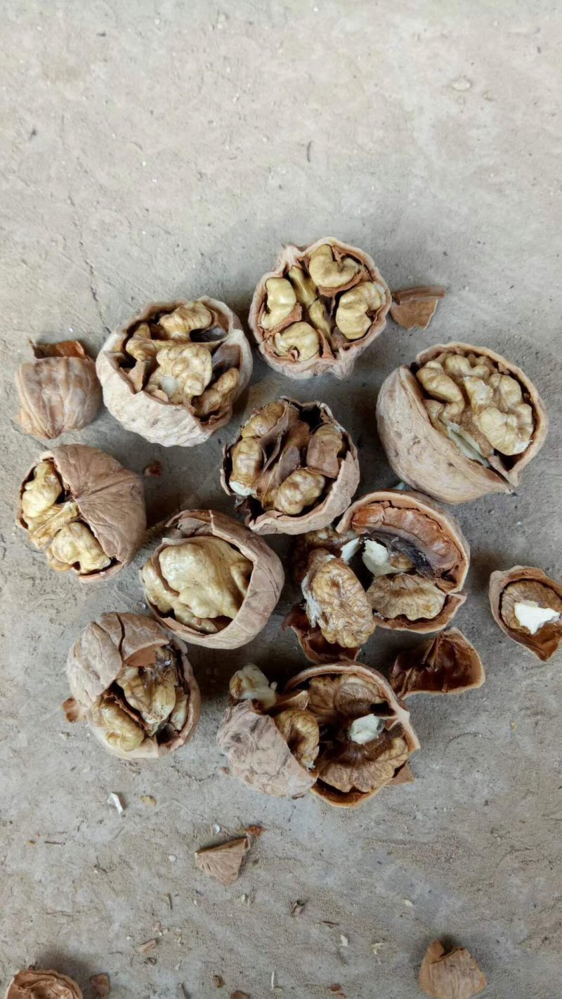干核桃薄皮核桃棉核桃