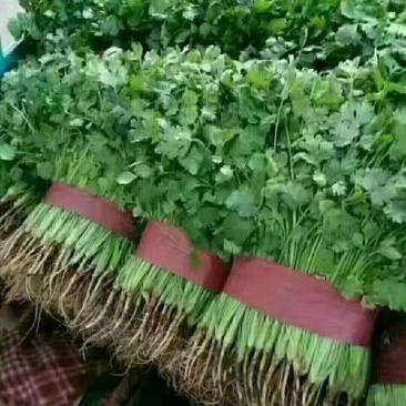 大叶香菜20～30cm靠谱卖家