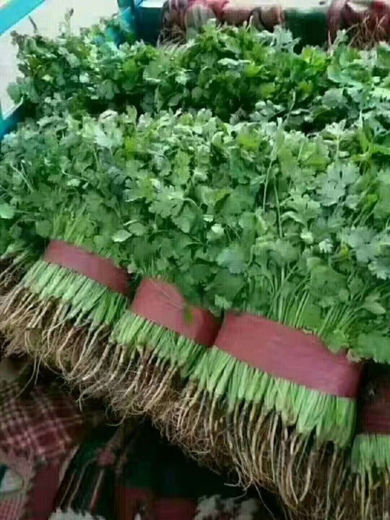 大叶香菜20～30cm靠谱卖家