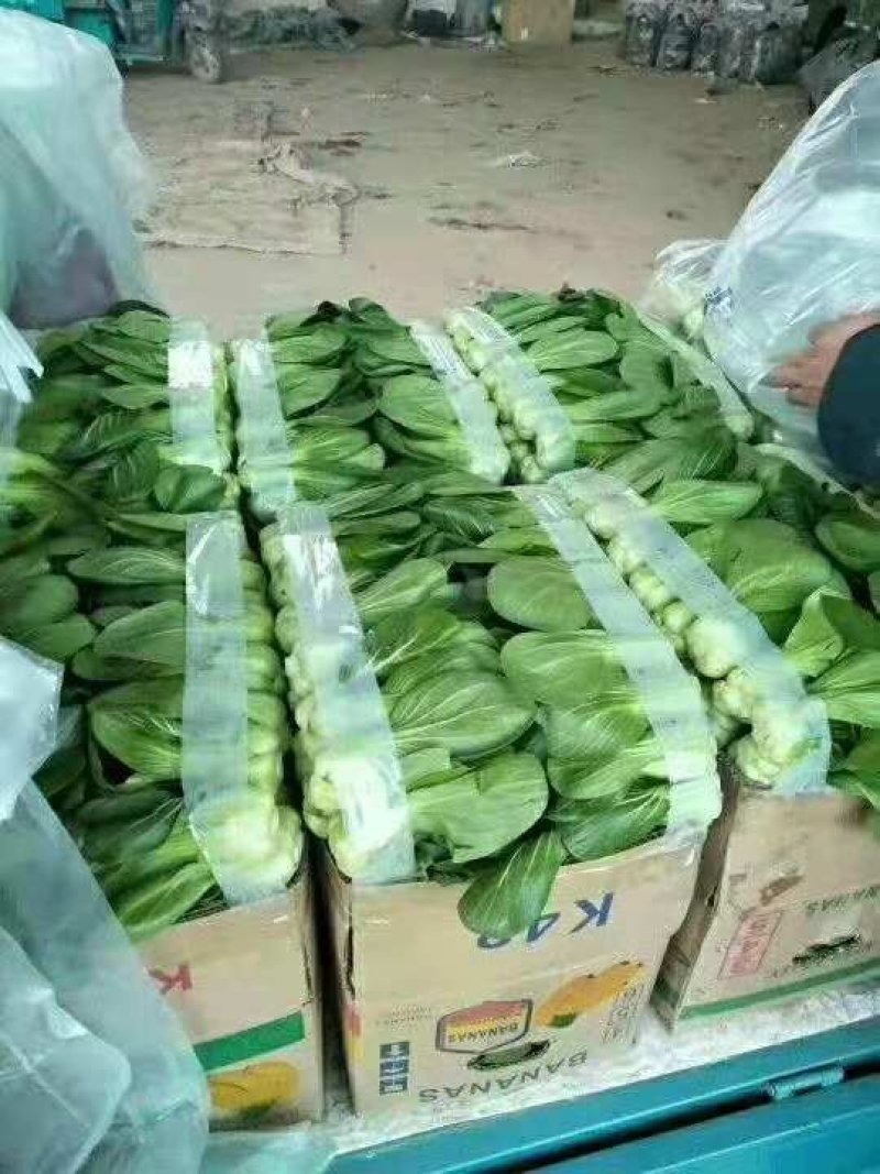 优质上海青长期供货靠谱卖家
