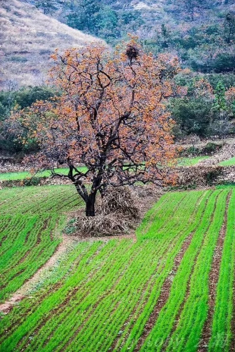 山东牛心柿饼