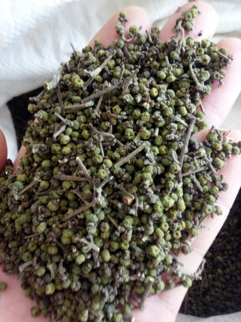 江西中花吴茱萸扦插苗，当年挂果苗，也叫茶辣子