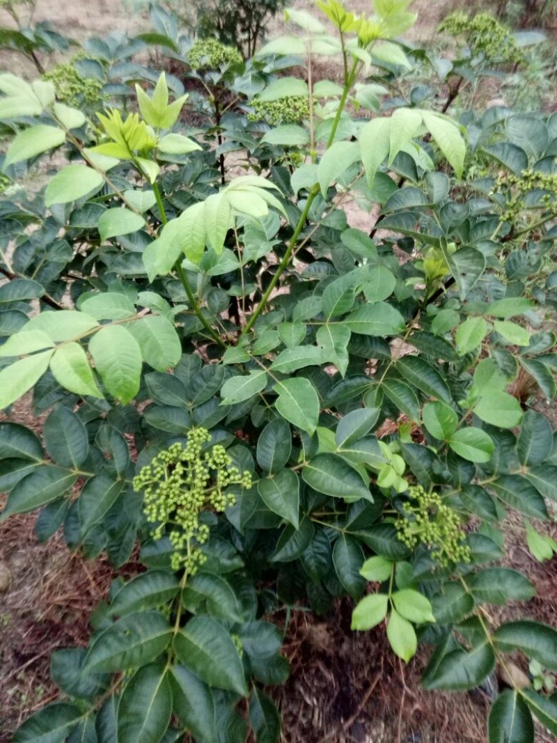 江西中花吴茱萸扦插苗，当年挂果苗，也叫茶辣子